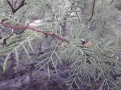 Vachellia pacensis