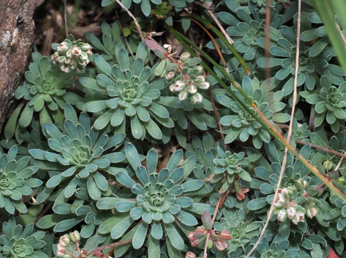 Psammotropha mucronata, photograph 2