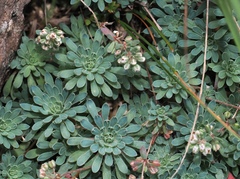(c) desertnaturalist, some rights reserved (CC BY) Psammotropha mucronata, photograph (c) desertnaturalist, some rights reserved (CC BY)