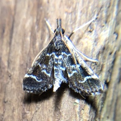 Diasemiodes janassialis