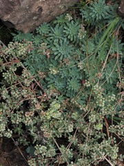 (c) desertnaturalist, some rights reserved (CC BY) Psammotropha mucronata, photograph (c) desertnaturalist, some rights reserved (CC BY)