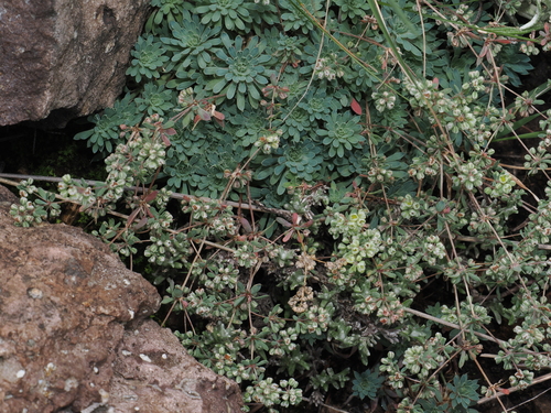 Psammotropha mucronata, photograph 1
