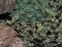 (c) desertnaturalist, some rights reserved (CC BY) Psammotropha mucronata, photograph (c) desertnaturalist, some rights reserved (CC BY)