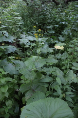 Caucasalia macrophylla