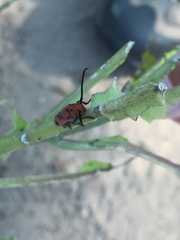 Tetraopes melanurus
