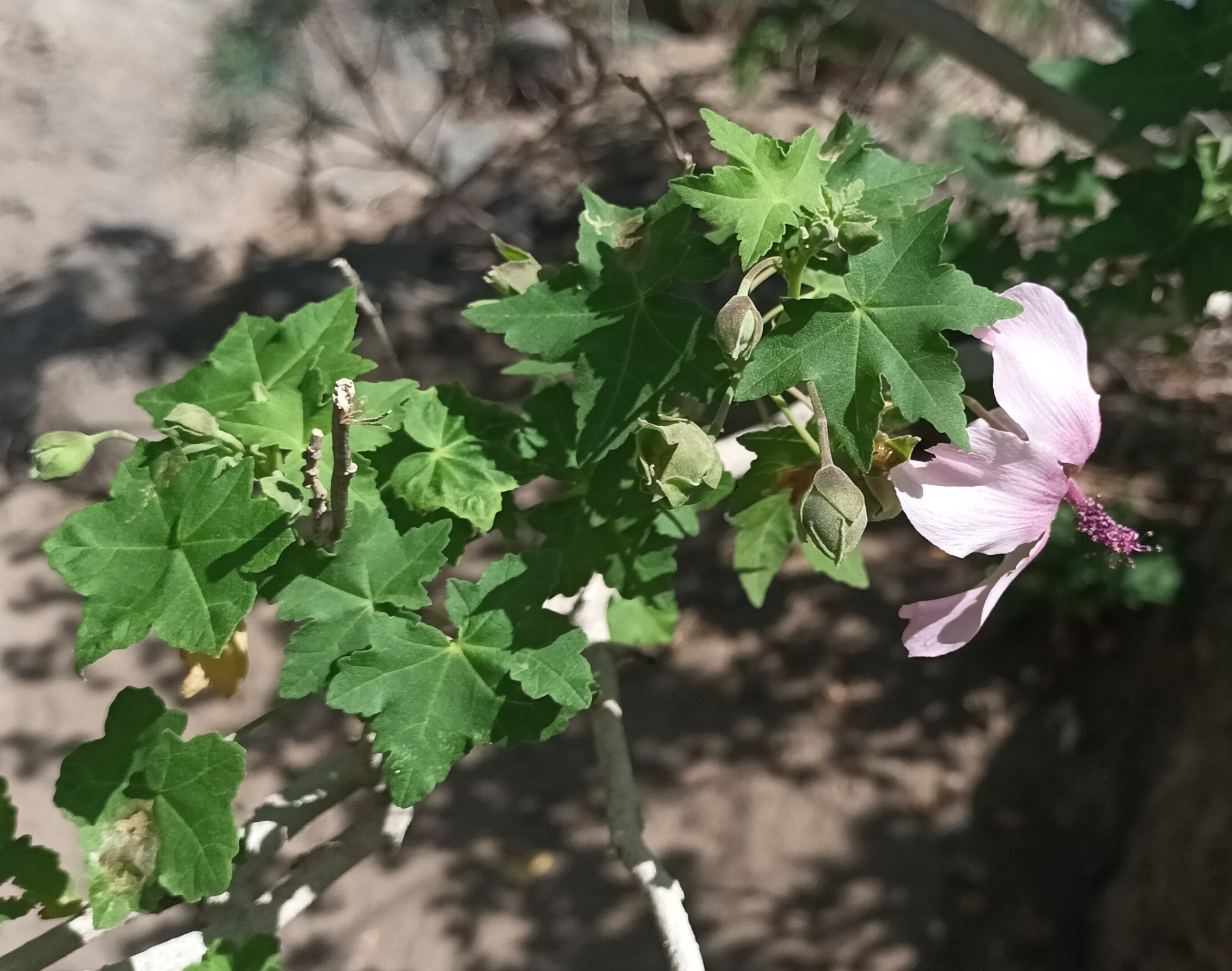 Malva de Risco