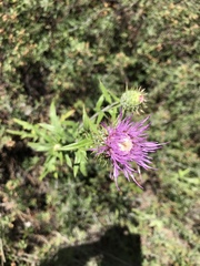 Cirsium wheeleri