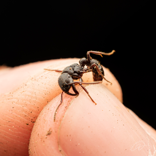 Gnamptogenys mordaxGnamptogenys mordax