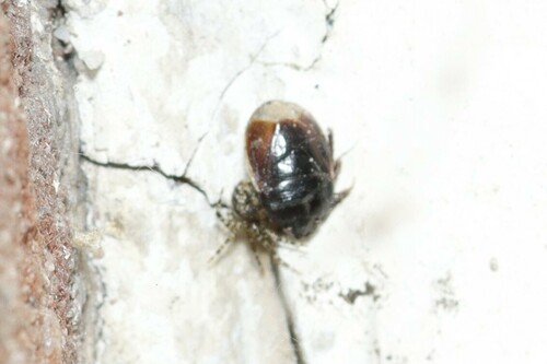 Bordered Shieldbug, Velp, Nederland, photo 2 of 10