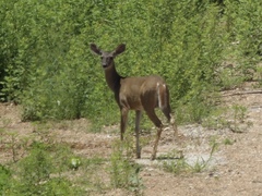 Odocoileus virginianus sinaloae