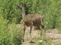 Odocoileus virginianus sinaloae