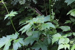 Eleutherospermum cicutarium