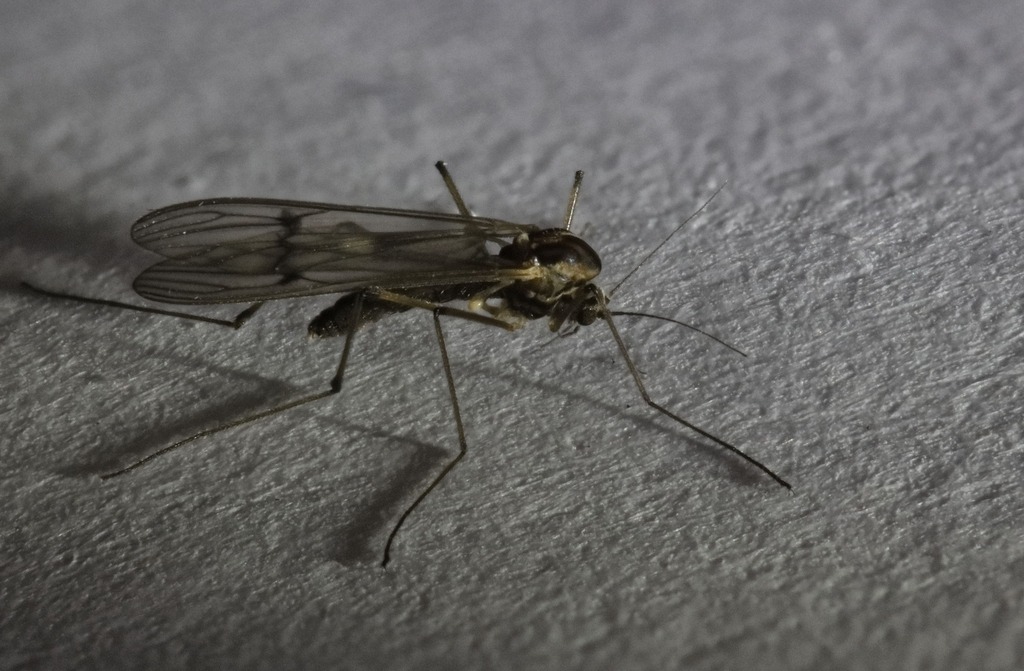 Dixa nubilipennis