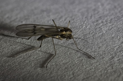 Dixa nubilipennis
