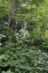 Campanula lactiflora