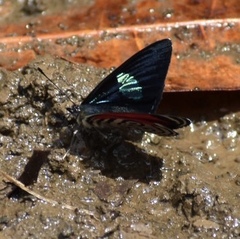 Diaethria clymena