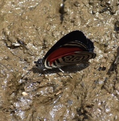 Diaethria clymena