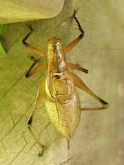 Hexacentrus fuscipes
