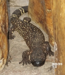 Heloderma horridum