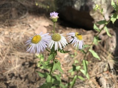 Erigeron formosissimus