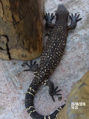 Heloderma horridum