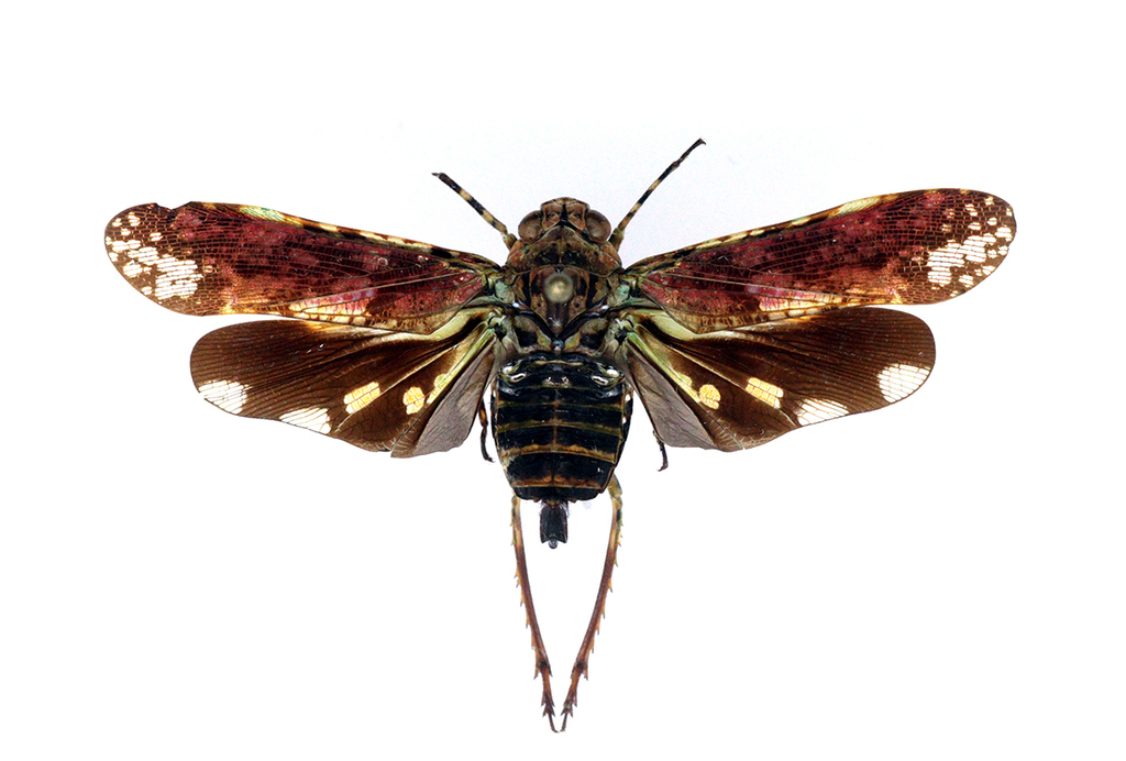 Echetra abrahami