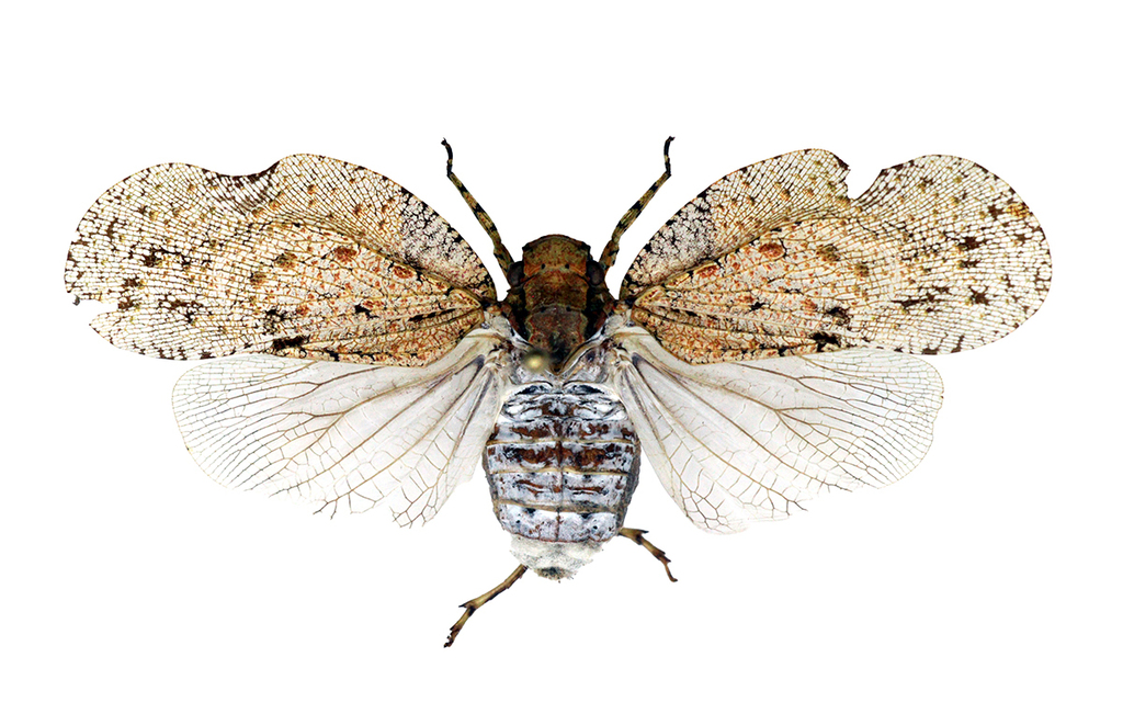 Flatolystra verrucosa