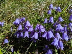 Adenophora morrisonensis