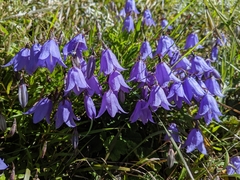 Adenophora morrisonensis