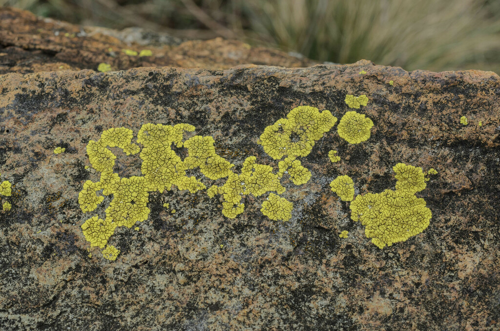 Acarospora sulphurata