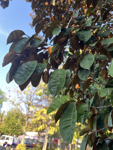 Foto de Abiu-do-Pará