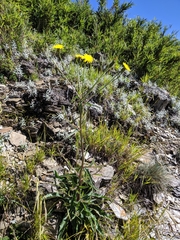Picris hieracioides morrisonensis