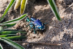 Cicindela coerulea nitida