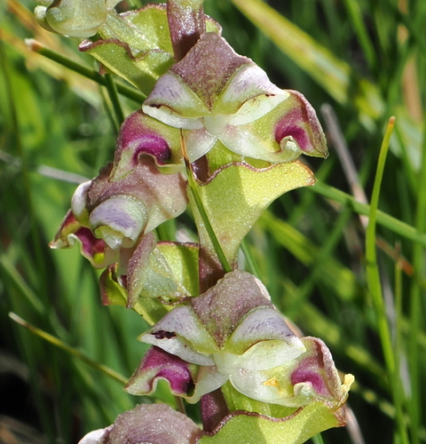 Image of Disperis renibractea by (c) desertnaturalist, some rights reserved (CC BY)