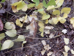 Matelea cynanchoides