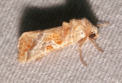 Hexorthodes accurata