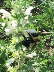 Bombus melanurus