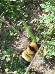 Bombus melanurus