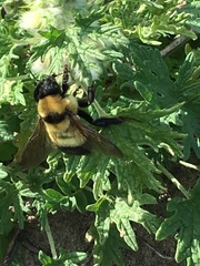 Bombus melanurus
