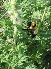 Bombus melanurus