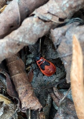 Pyrrhocoris apterus