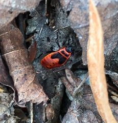 Pyrrhocoris apterus