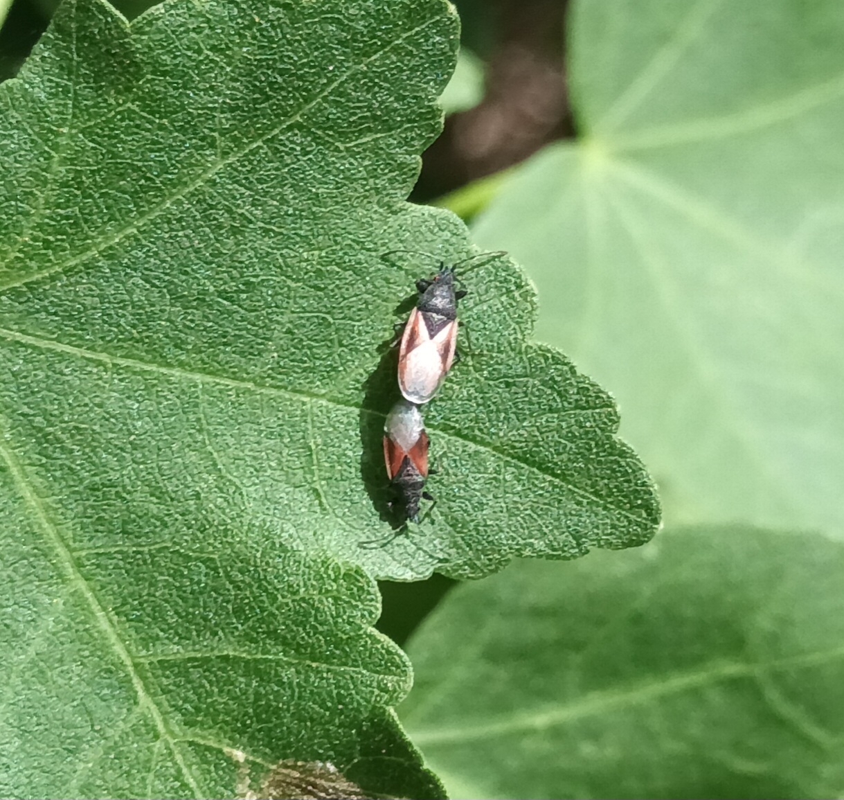 Oxycarenus lavaterae