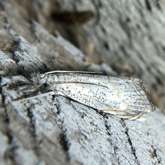 Haimbachia squamulellus