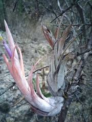 Tillandsia circinnatioides