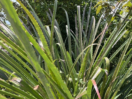 Foto de Caraguatá