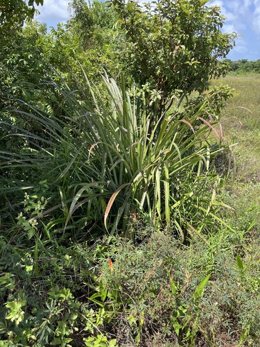 Foto de Caraguatá