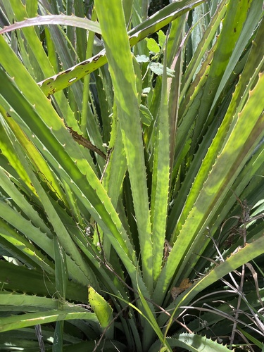 Foto de Caraguatá