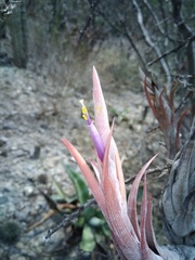 Tillandsia circinnatioides