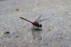 Trithemis lilacina
